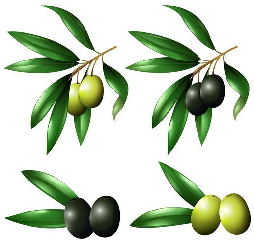 Aceitunas verdes y negras en rama vector