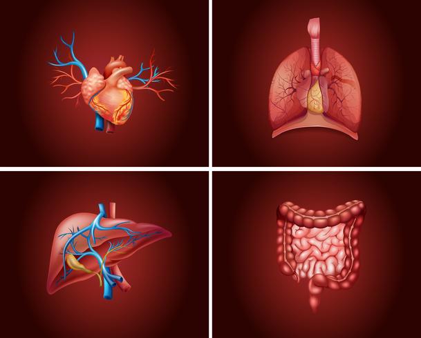 Four different parts of human organs vector