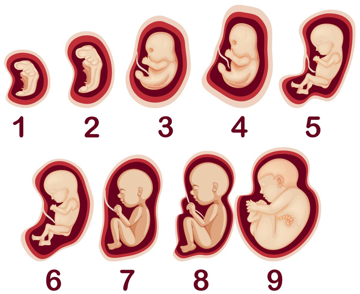 A Vector of Human Embryo Development 294723 Vector Art at Vecteezy