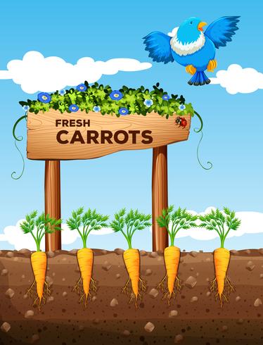 Farm with fresh carrots and sign vector