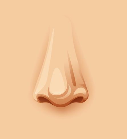 A Closeup Human Nose vector