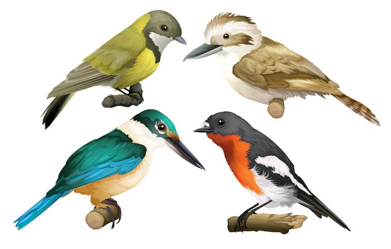 Un conjunto de aves sobre fondo blanco vector