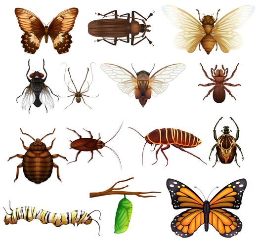 Diferentes tipos de insectos salvajes. vector