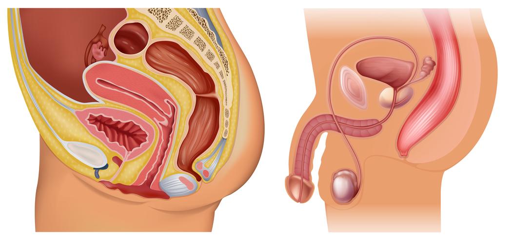 Sistema reproductor femenino y masculino. vector