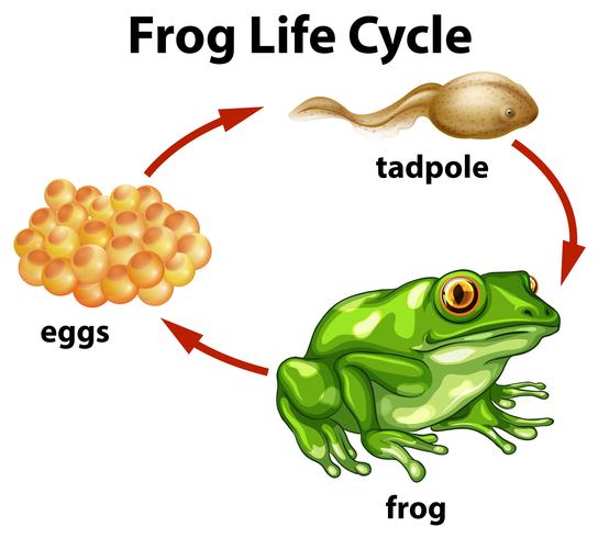 Un ciclo de vida de rana sobre fondo blanco vector