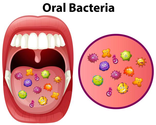 Una imagen que muestra bacterias orales vector