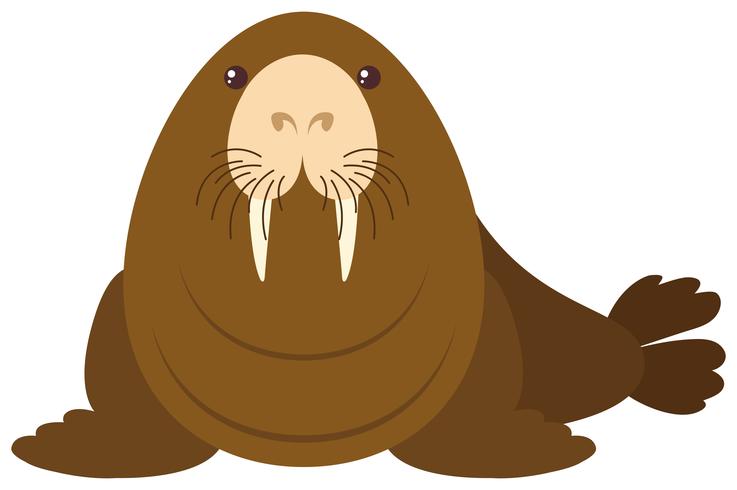 Sea lion on white background vector