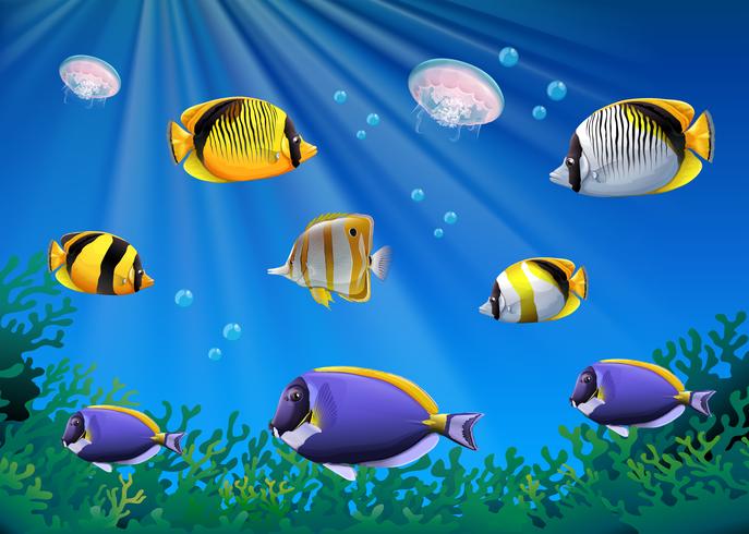 Scene With Colorful Fish Swimming Underwater Download Free
