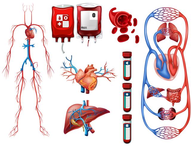 Blood types and breathing system vector