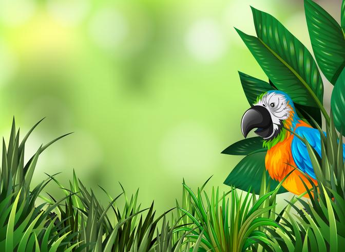 Parrot on the green nature background vector