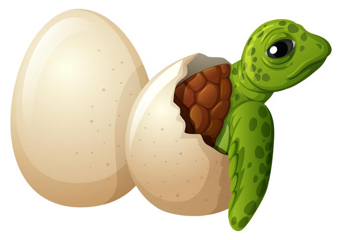 Huevo de cría de tortuga bebé vector