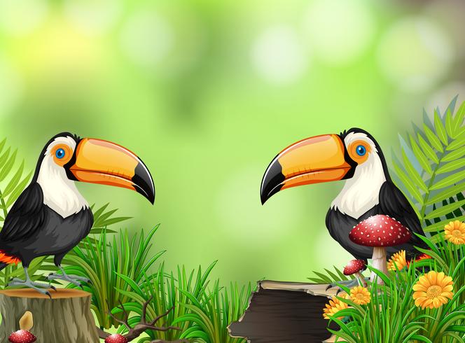 Toucan in nature background vector