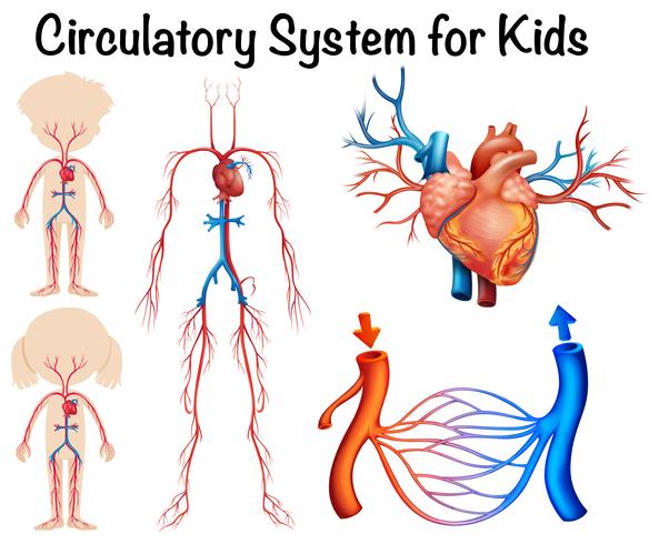 Circulatory system for kids vector