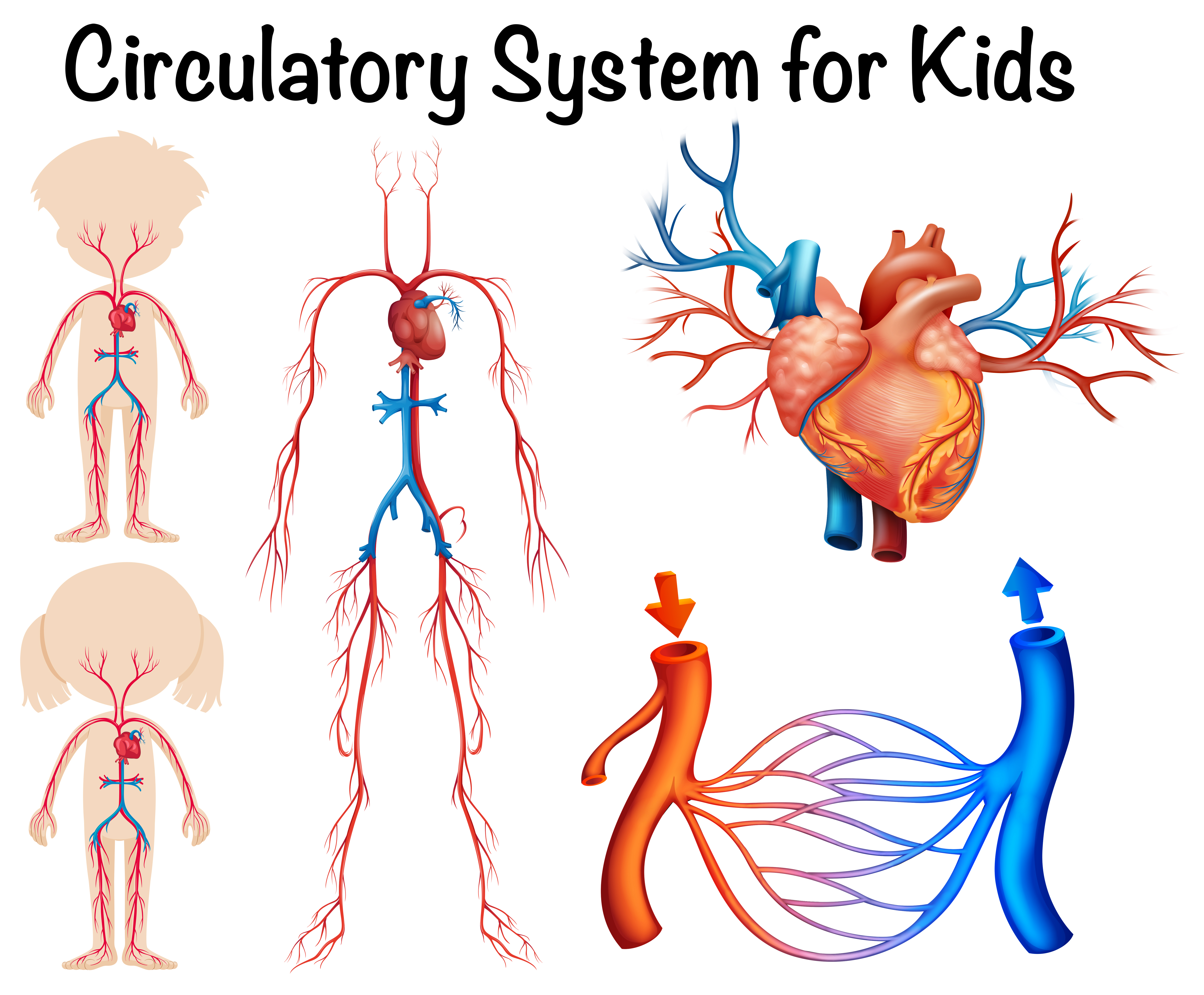 Circulatory system for kids - Download Free Vectors, Clipart Graphics & Vector Art
