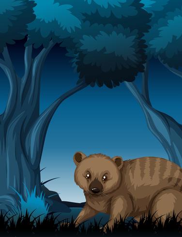 Un quokka en el bosque oscuro. vector