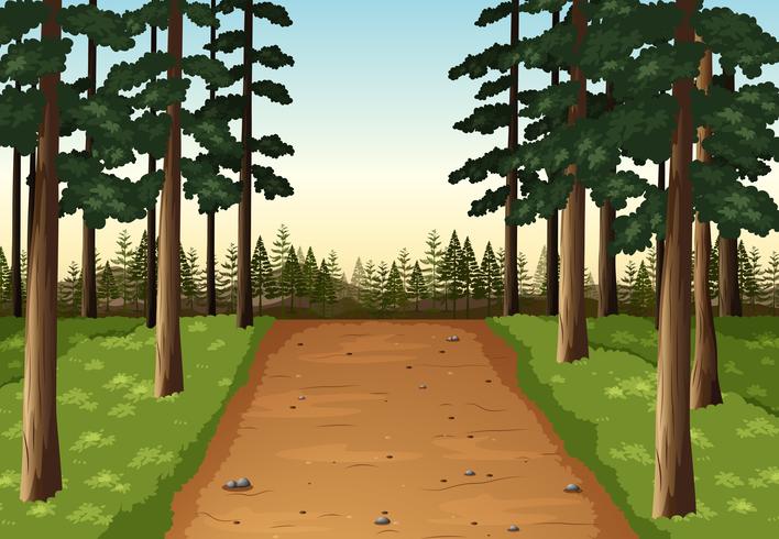 Escena de fondo con bosque de pinos vector