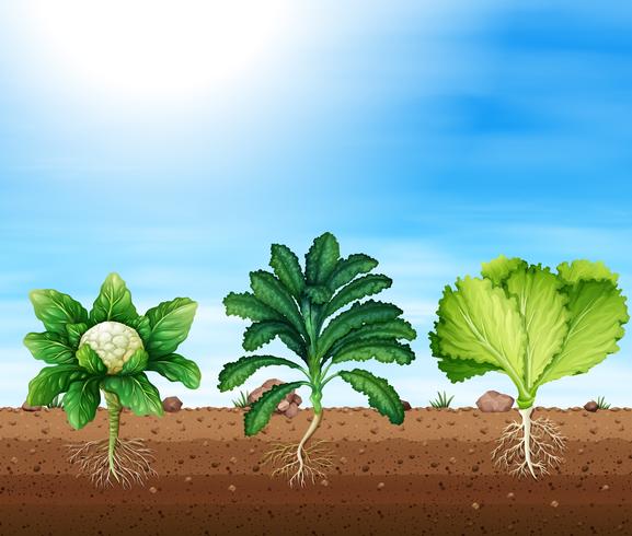 A set of organic plants vector