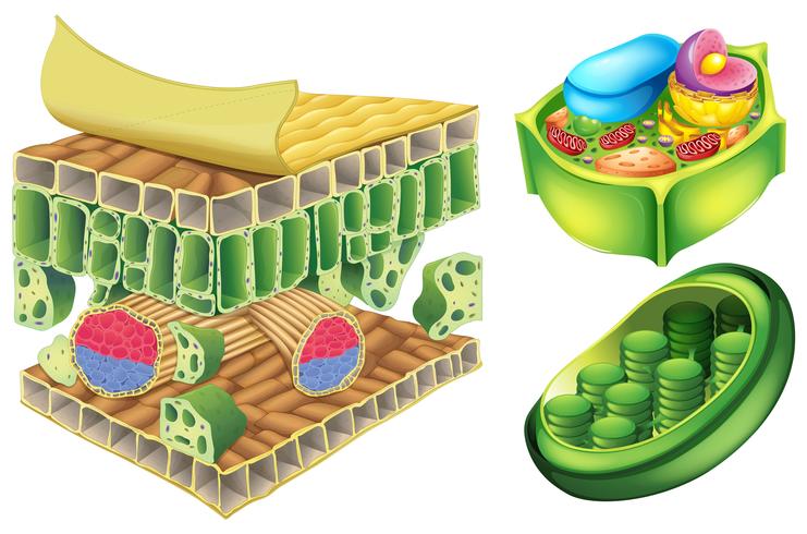 Plant cells vector