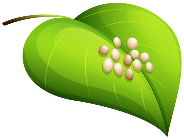 Silkworm eggs on leaf vector