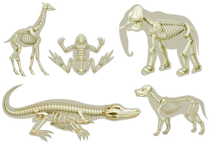 Skeletons of animals vector