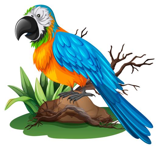 Loro con pluma azul y amarilla. vector