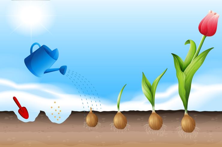 A Process of Planting Tulip - Download Free Vector Art, Stock Graphics & Images