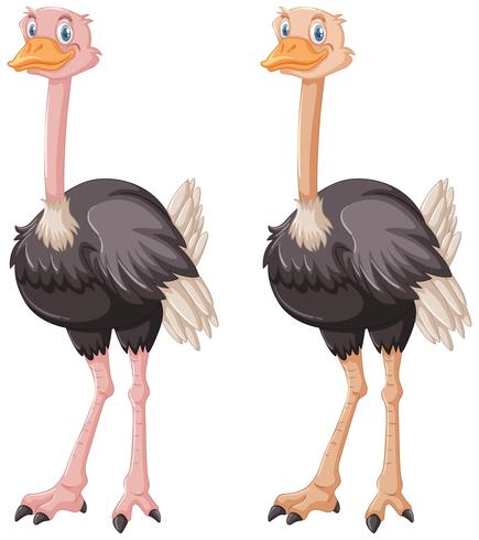 Two ostriches on white background vector