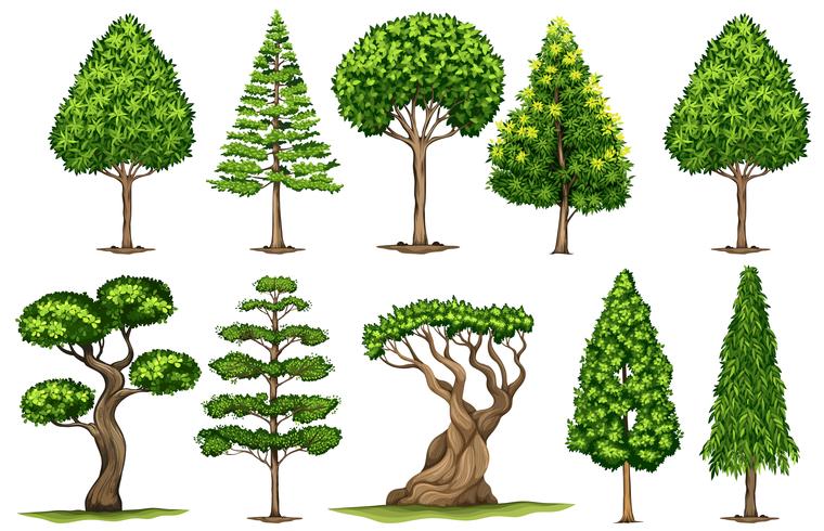 Diferentes tipos de arboles vector