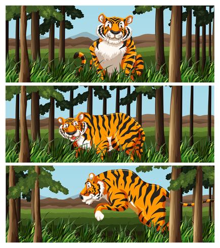 Tigre salvaje viviendo en la selva vector