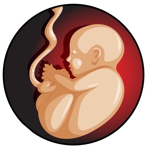 Un Bebe En El Vientre Materno Vector En Vecteezy Un Bebe En El Vientre Materno Vector En Vecteezy