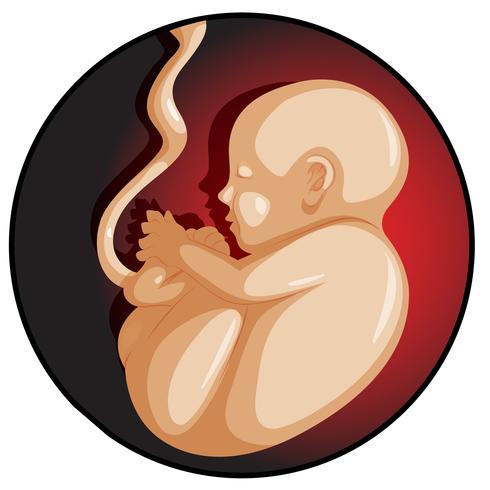 A Baby in Mother Womb vector