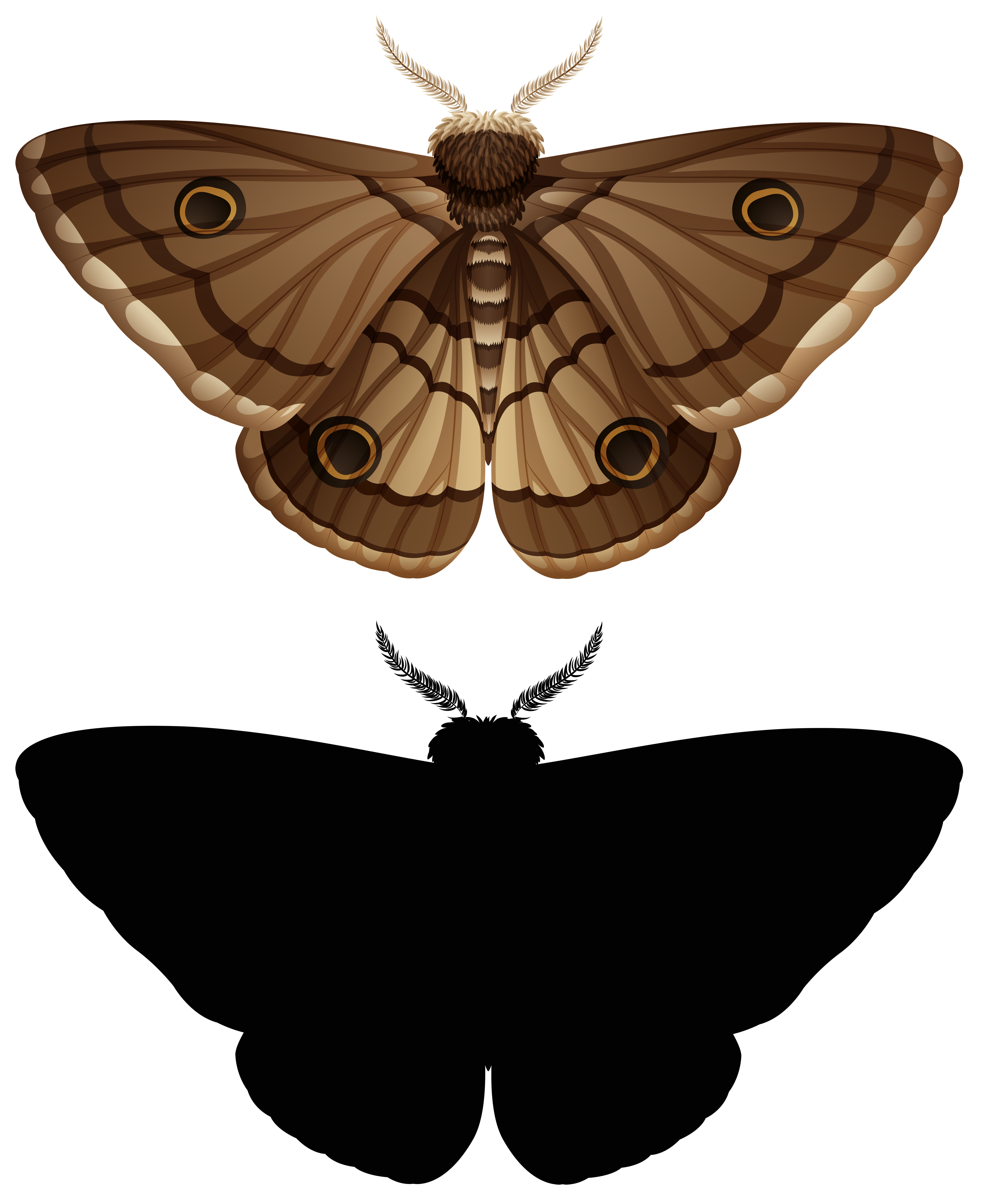 Download Set of colour moth and silhouette - Download Free Vectors ...