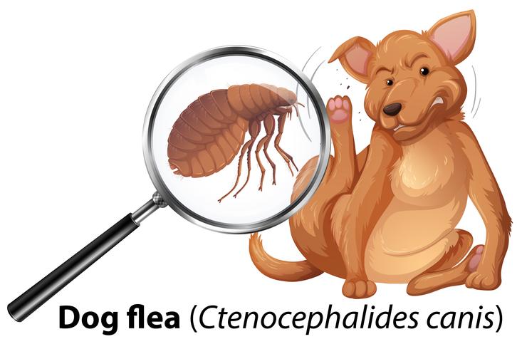 Dog with flea magnified vector