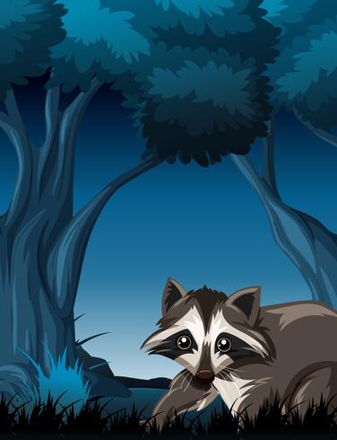 Raccoon in wild forest vector