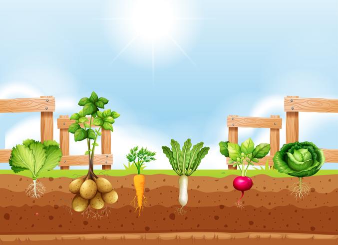 Conjunto de diferentes cultivos vegetales vector