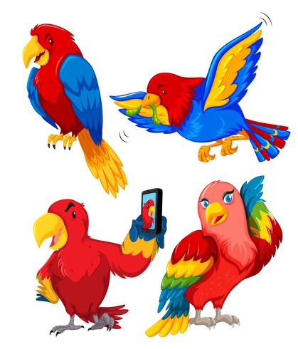 Set of parrot character vector