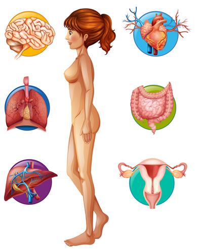 A Human Anatomy and Organ vector