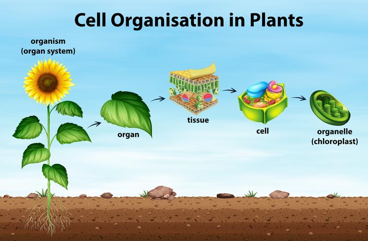 Organización celular en plantas. vector