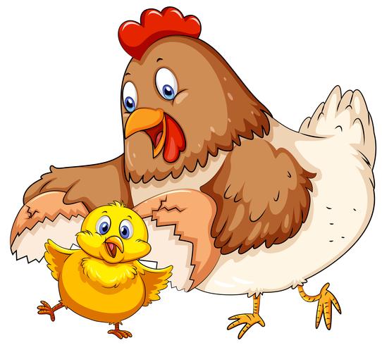 Mother hen and little chick vector