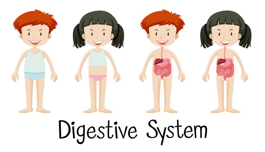 Boy and girl with digestive system vector