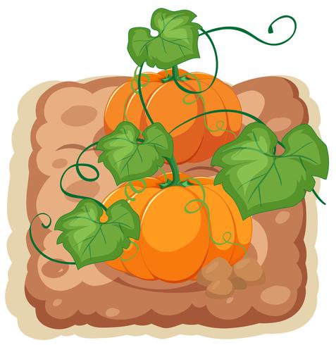 An isolated pumpkin farm vector