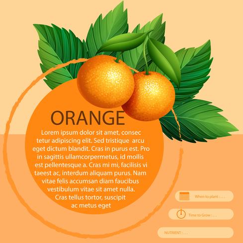 Diseño infográfico con naranjas frescas. vector