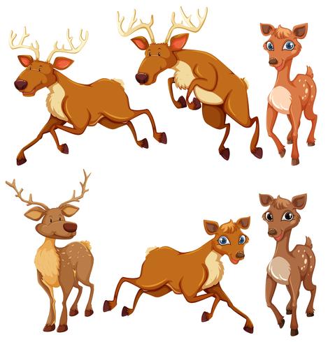 Set of deer and position vector