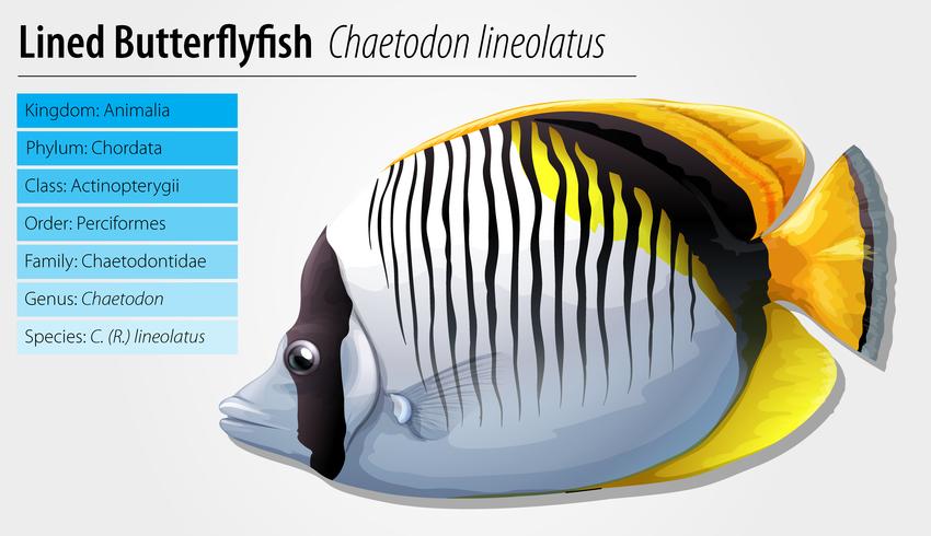 Lined butterflyfish vector