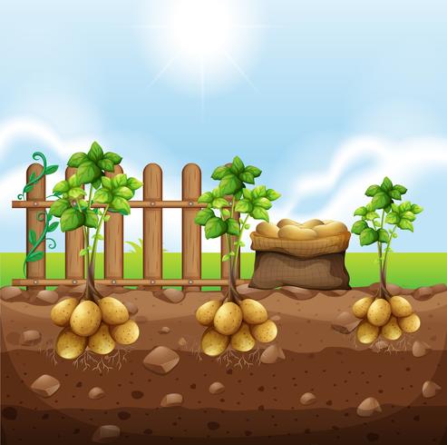 Set of potato crops vector