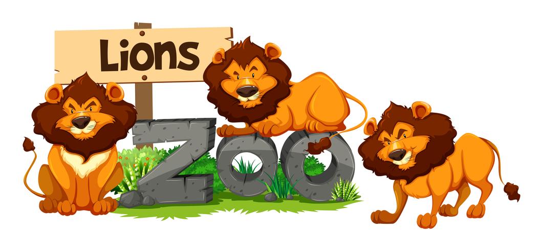 Three lions in the zoo vector