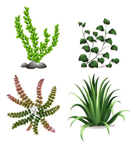 Un conjunto de plantas sobre fondo blanco vector