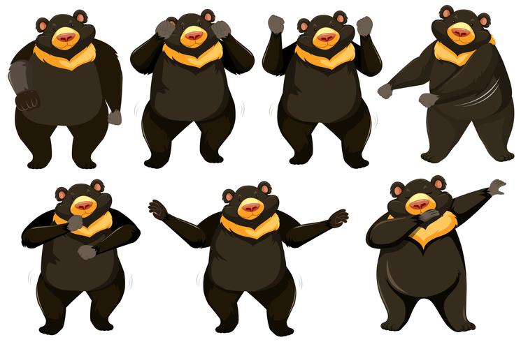 Conjunto de posición de baile del oso vector