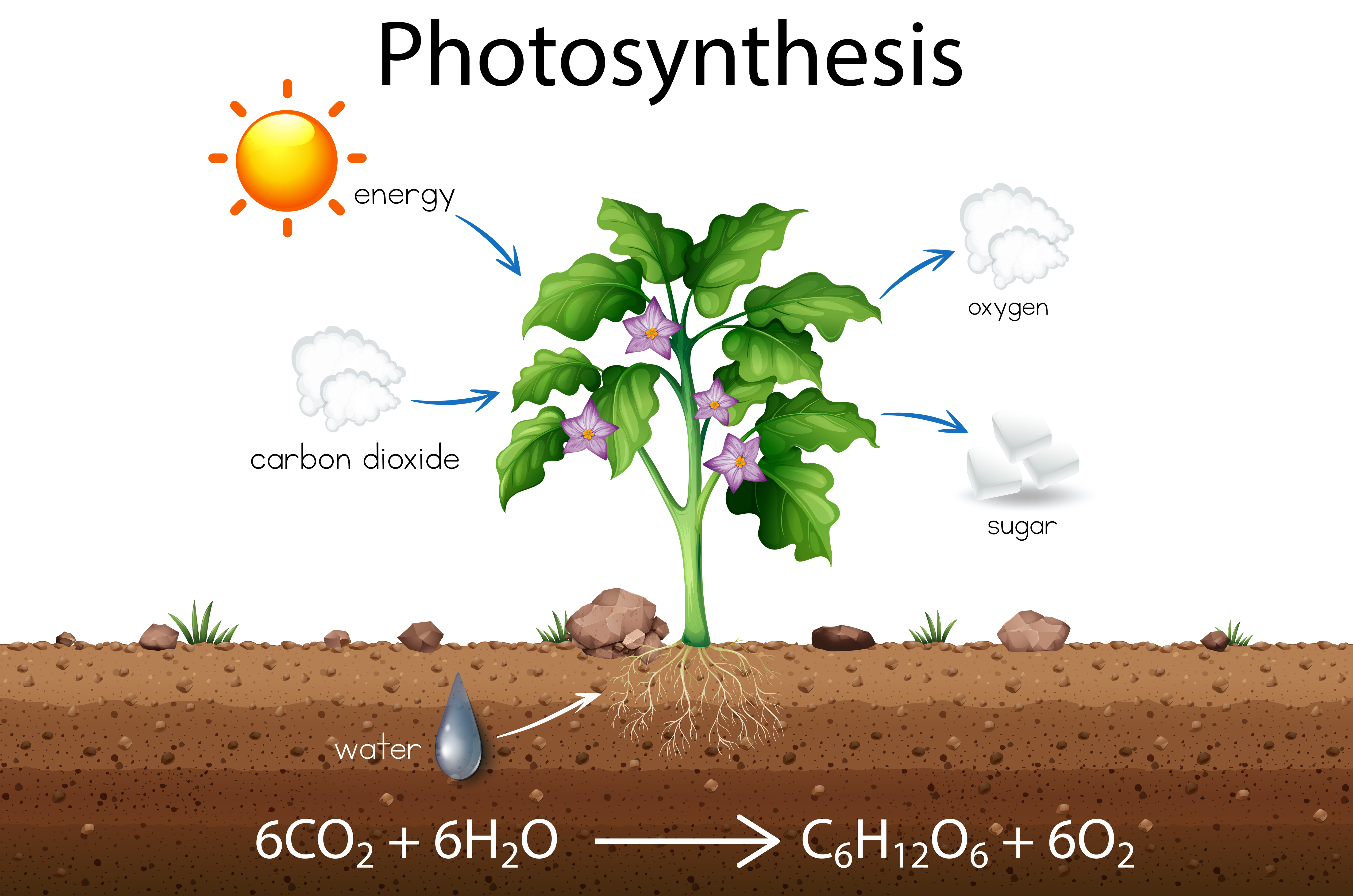 write process of photosynthesis