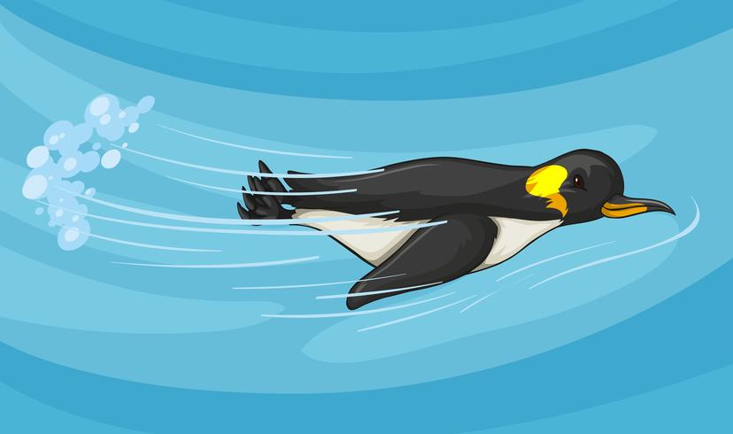 Pingüino nadando bajo el mar vector